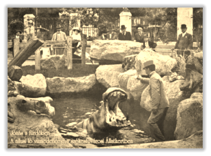 A  nílusi ló vízmedencéje a székesfővárosi Állatkertvben